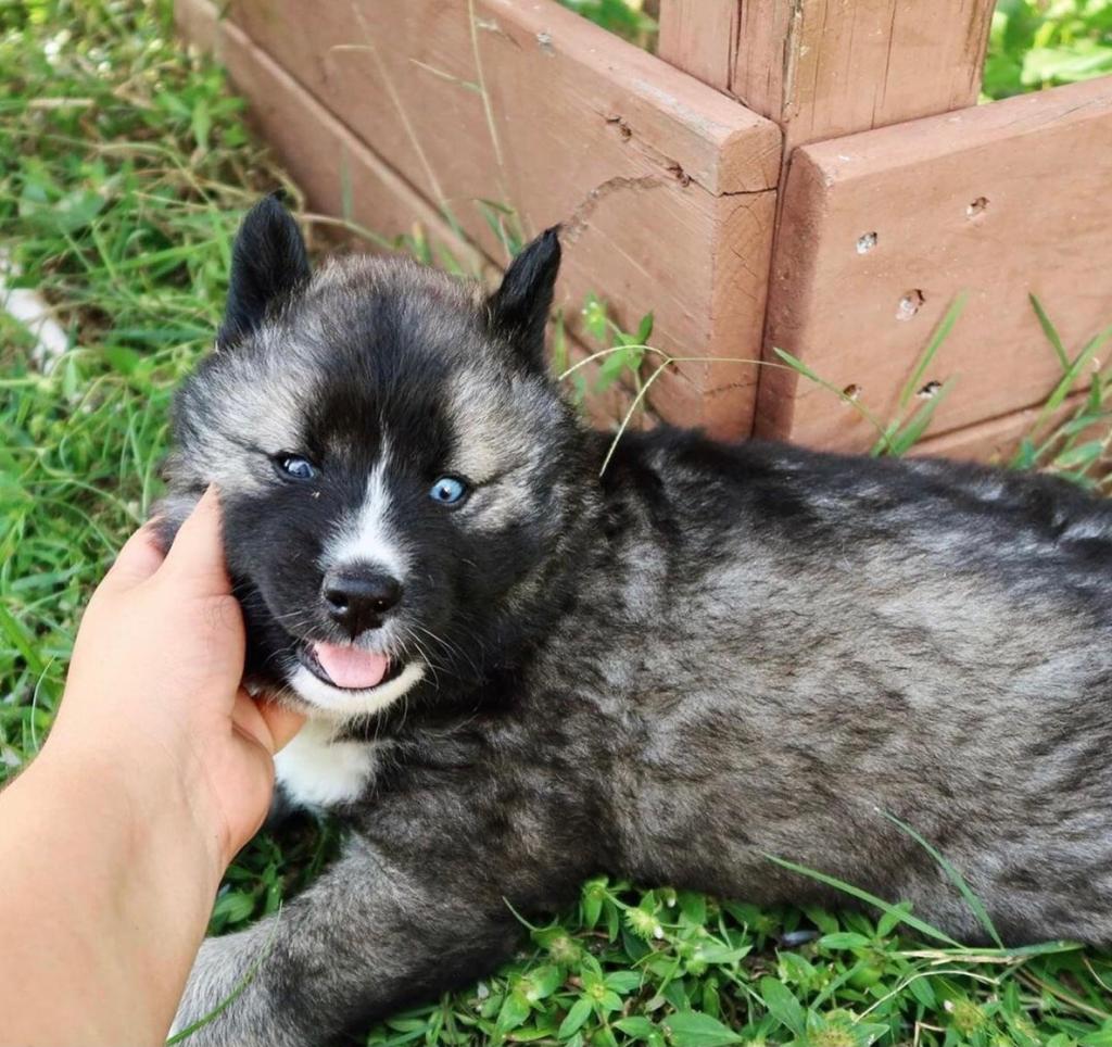 Adrain 12 Weeks Old Male Siberian Husky Puppy at Alvarado Huskies USA